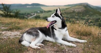 8 Calmest Dog Breeds for Your Tranquil Companion