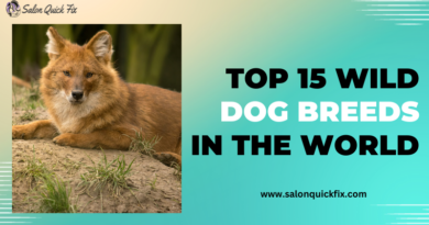Top 15 Wild Dog Breeds In The World