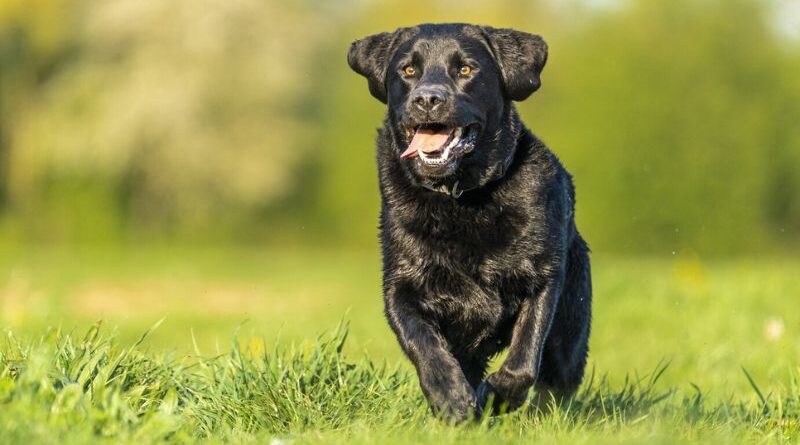 10 Popular Black Dog Breeds