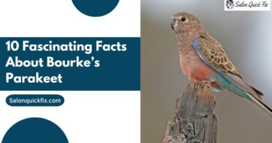 10 Fascinating Facts About Bourke’s Parakeet
