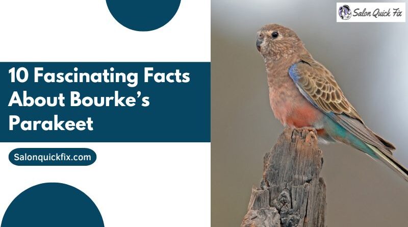 10 Fascinating Facts About Bourke’s Parakeet