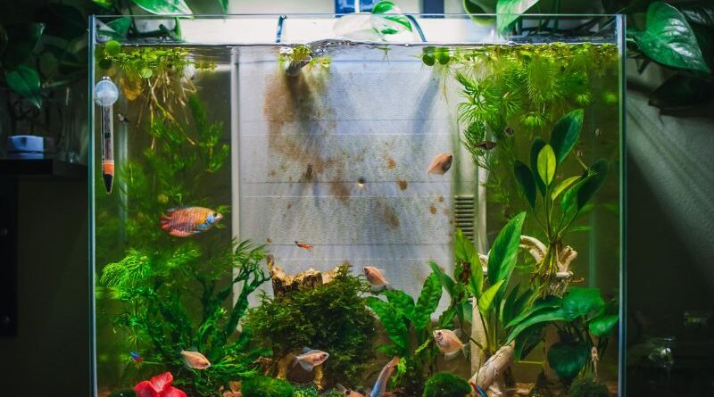7 Essential Tips for Setting Up a Freshwater Aquarium for Beginners