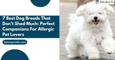 7 Best Dog Breeds That Don’t Shed Much: Perfect Companions for Allergic Pet Lovers