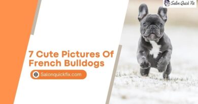 7 Cute Pictures of French Bulldogs
