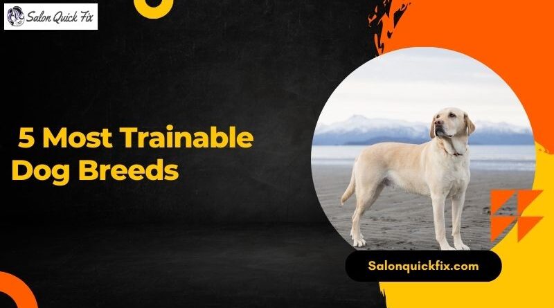 5 Most Trainable Dog Breeds