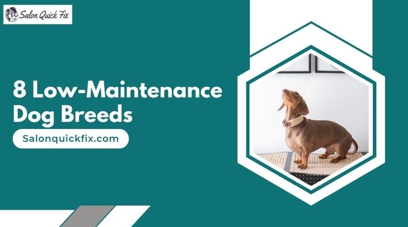 8 Low-Maintenance Dog Breeds