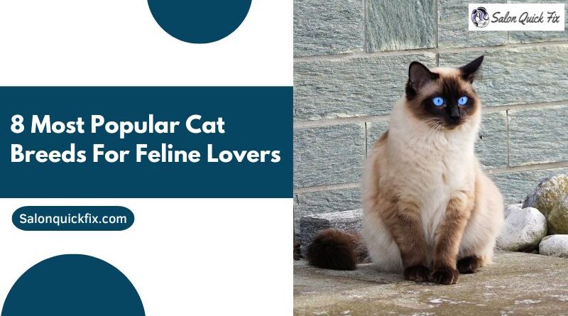 8 Most Popular Cat Breeds for Feline Lovers