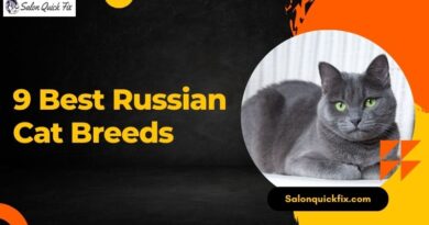 9 Best Russian Cat Breeds