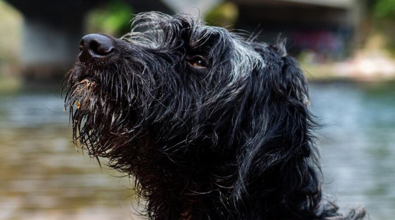 Dog Retreat & Spa Exploring 10 Wirehaired Dog Breeds (1)
