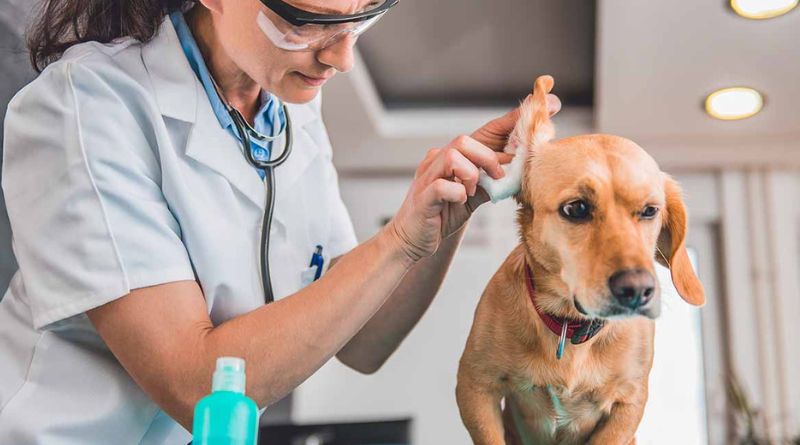 How to Clean Your Dog’s Ears A Step-by-Step Guide for a Happy Pup
