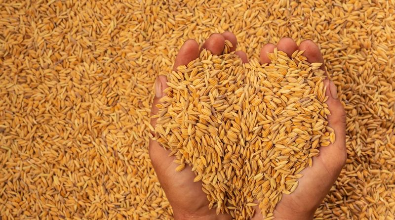 The 10 Amazing Benefits Of The Golden Grain