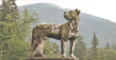 Top 9 Ancient Dog Breeds A Glimpse into Canine History
