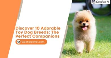 Discover 10 Adorable Toy Dog Breeds: The Perfect Companions
