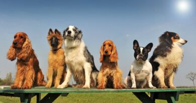 10 Best Dog Breeds That Don't Shed Much (2023)