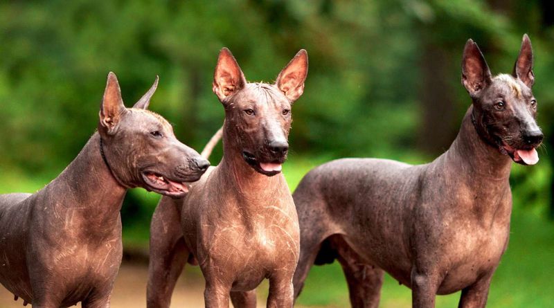 13 Best Hairless Dog Breeds That Are Perfect for Hot Weather