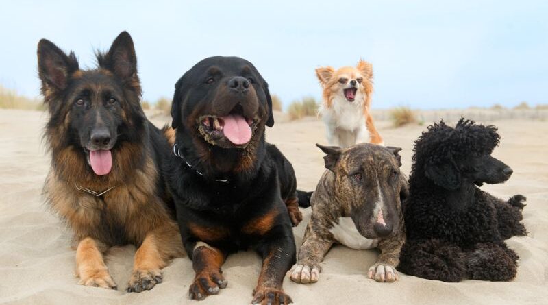 15+ Popular Breeds of Medium-Sized Dogs