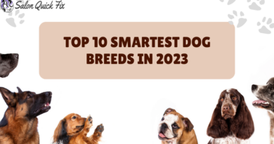Top 10 Smartest Dog Breeds in 2023