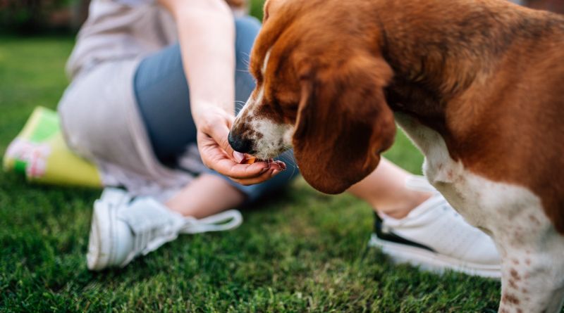 10 Natural Dog Treats for Training (2023)