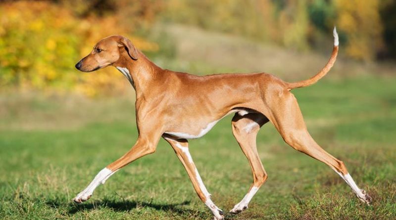 10 Rare And Extraordinary Dog Breeds