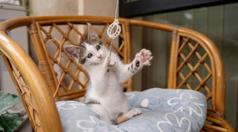 7 Cat Toys For Indoor Cats