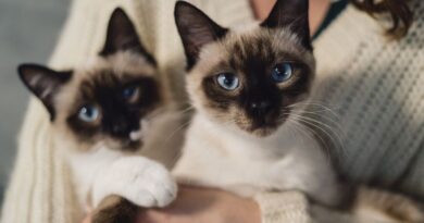 7 Mysteriously Beautiful Siamese Cats And Kittens