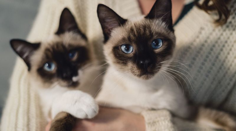 7 Mysteriously Beautiful Siamese Cats And Kittens