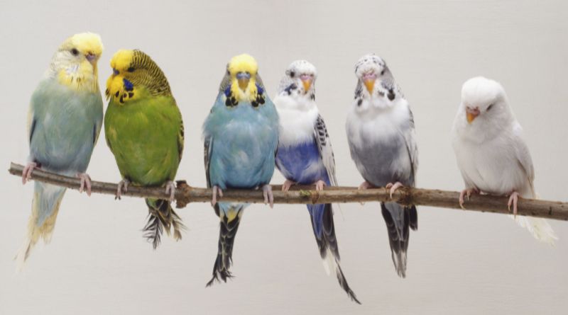 7 Top Friendly Pet Bird Species