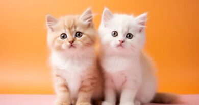 8 Cute Maine Coon Cats and Kittens