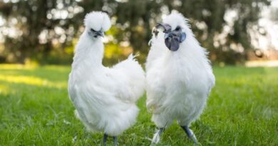 Awesome Fluffy Chicken Breeds