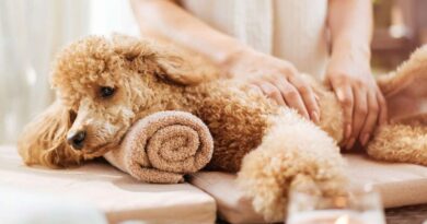 How to Massage a Puppy 20 Best Tips
