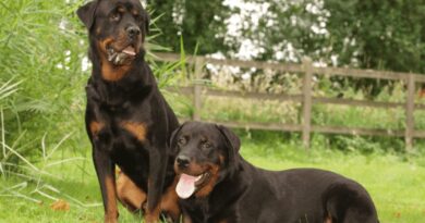 Male Vs. Female Rottweiler 10 Key Differences