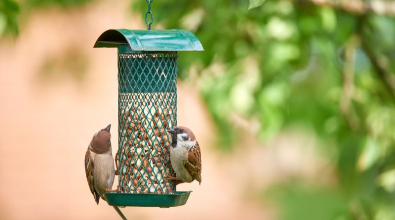 The Ultimate Guide to Choosing the Best Bird Feeders for Hummingbirds