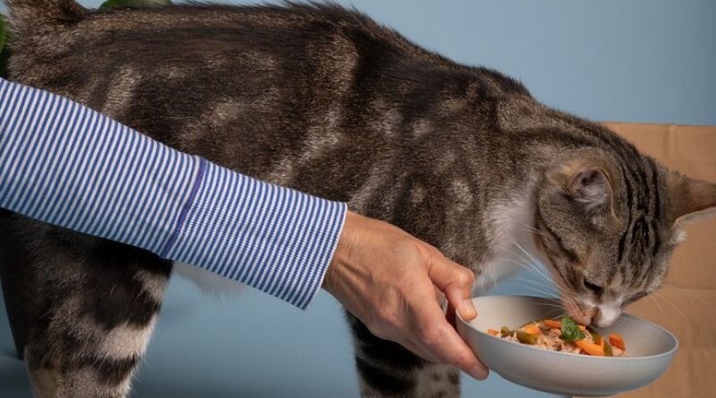Top 8 Vegan Diet For Cats