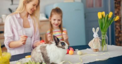 Enriching Indoor Environment For House Rabbits